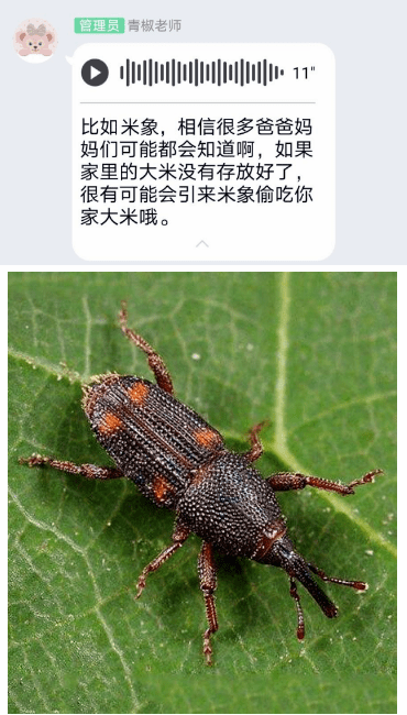 3D彩报图库天牛，探索昆虫世界的艺术与科学