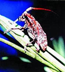 探索天牛3D图与红五图的奥秘，一场视觉盛宴的汇总解析天牛3d图红五图库汇总试机号陈华